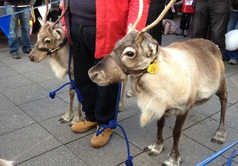 Two reindeers on the Southend Christmas Parade